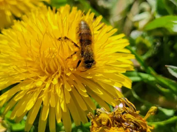 Oglebay Institute Celebrates National Honeybee Day